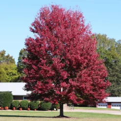 Autumn Blaze® Maple Tree -Deals Blossom Vines Store Autumn Blaze Maple 4 BB