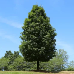 Autumn Blaze® Maple Tree -Deals Blossom Vines Store Autumn Blaze Maple 5 BB