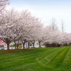 Autumn Cherry Tree -Deals Blossom Vines Store Autumn Cherry 1
