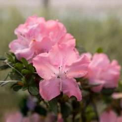 Autumn Debutante® Encore® Azalea Shrub -Deals Blossom Vines Store Autumn Debutante Encore 2