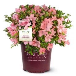 Autumn Debutante® Encore® Azalea Shrub -Deals Blossom Vines Store Autumn Debutante Encore 4