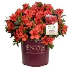 Autumn Embers® Encore® Azalea Shrub -Deals Blossom Vines Store Autumn Embers Azalea 1 65c338a0 d13b 4a8e 90d9 5bf240231aa4