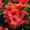 Autumn Embers® Encore® Azalea Shrub -Deals Blossom Vines Store Autumn Embers Azalea 5 2dbb9c6f 691f 4ac3 80ce 9314969fe5b4