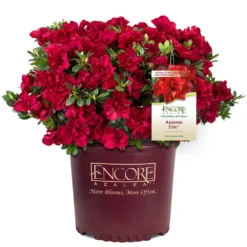 Autumn Fire® Encore® Azalea Shrub -Deals Blossom Vines Store Autumn Fire Encore Azalea 1