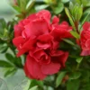 Autumn Fire® Encore® Azalea Shrub -Deals Blossom Vines Store Autumn Fire Encore Azalea BB 600x600 8054b358 d244 4b3c ab32 49b9ac607591