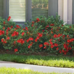 Autumn Fire® Encore® Azalea Shrub -Deals Blossom Vines Store Autumn Fire Encore Azalea BB 7