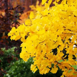 Autumn Gold Ginkgo Tree -Deals Blossom Vines Store Autumn Gold Ginkgo Biloba 5 BB b9c80931 34c3 4dfe bbfe d4b2a0416bb2
