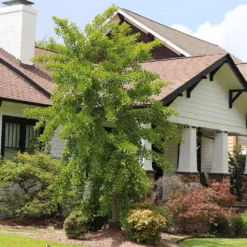 Autumn Gold Ginkgo Tree -Deals Blossom Vines Store Autumn Gold Ginkgo Biloba 6 BB 58c3ed21 b6d0 49d7 bdcd f3308758f530