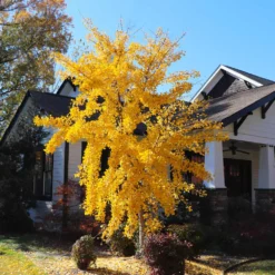 Autumn Gold Ginkgo Tree -Deals Blossom Vines Store Autumn Gold Ginkgo Biloba 8