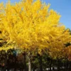 Autumn Gold Ginkgo Tree 2 Autumn Gold Ginkgo Tree -Deals Blossom Vines Store Autumn Gold Ginkgo Biloba BB 600x600 97dc27af fe98 43b7 9c04 629493bbb8a3