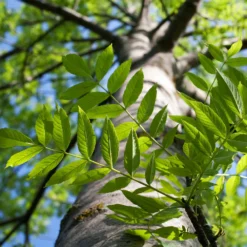 Autumn Purple Ash Tree -Deals Blossom Vines Store Autumn Purple ash 3