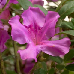 Autumn Royalty® Encore® Azalea Shrub -Deals Blossom Vines Store Autumn Royalty Encore Azalea 4 BB