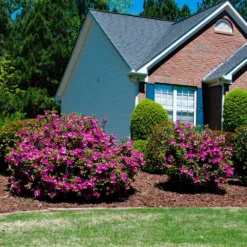 Autumn Royalty® Encore® Azalea Shrub -Deals Blossom Vines Store Autumn Royalty Encore Azalea 5