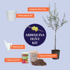 Olive Starter Kit -Deals Blossom Vines Store BB ArbequinaOliveKitGraphic