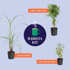 Cold Hardy Tea Plant 13 Cold Hardy Tea Plant -Deals Blossom Vines Store BB Barista Kit Graphic