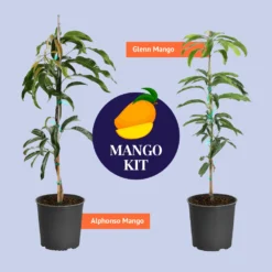 Glenn Mango Tree -Deals Blossom Vines Store BB Mango Kit Graphic