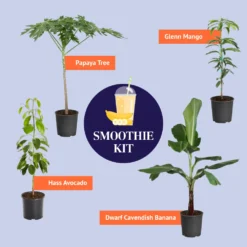 Smoothie Kit -Deals Blossom Vines Store BB SmoothieKitGraphic