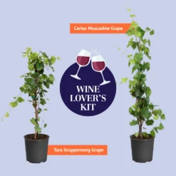 Tara Scuppernong Grape Vine -Deals Blossom Vines Store BB Wine Lovers Kit Graphic af89dc3e 56e4 494f 8d72 043675baef37