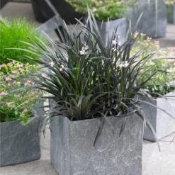 Black Mondo Grass -Deals Blossom Vines Store BLack Mondo Grass 1 BB