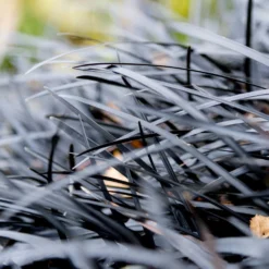 Black Mondo Grass -Deals Blossom Vines Store BLack Mondo Grass 2 BB