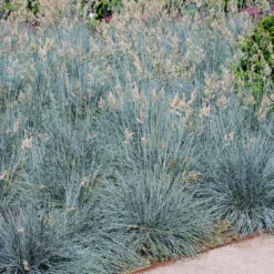 Blue Festuca Grass (Blue Fescue) -Deals Blossom Vines Store BLue Fescue Grass 1 FGT