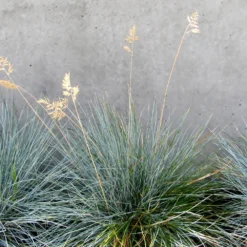 Blue Festuca Grass (Blue Fescue) -Deals Blossom Vines Store BLue Fescue Grass 4 BB