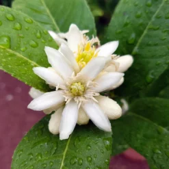 Buddha's Hand Citron Tree -Deals Blossom Vines Store BUddhas Hand Citrus 4