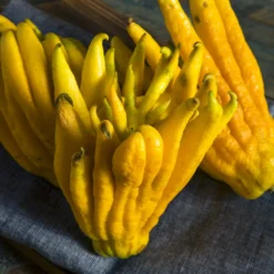 Buddha's Hand Citron Tree -Deals Blossom Vines Store BUddhas Hand Citrus 7 BB