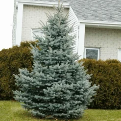 Baby Blue Spruce Tree -Deals Blossom Vines Store Baby Blue 1