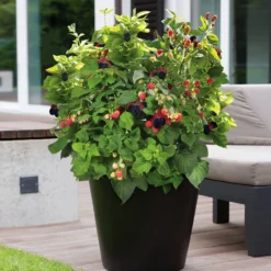 Bushel And Berry® Baby Cakes Blackberry® Bush 11 Bushel And Berry® Baby Cakes Blackberry® Bush -Deals Blossom Vines Store Baby Cakes Blackberry 3