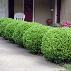 Baby Gem™ Boxwood Shrub 11 Baby Gem™ Boxwood Shrub -Deals Blossom Vines Store Baby Gem 2