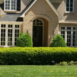 Baby Gem™ Boxwood Shrub 9 Baby Gem™ Boxwood Shrub -Deals Blossom Vines Store Baby Gem 4