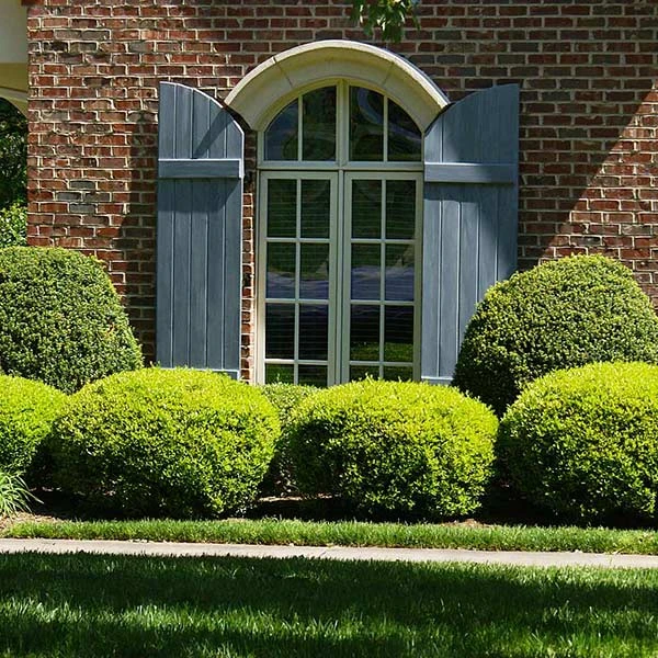 Baby Gem™ Boxwood Shrub 3 Baby Gem™ Boxwood Shrub