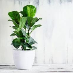 New Apartment House Plant Kit 12 New Apartment House Plant Kit -Deals Blossom Vines Store Bambino FIddleLeafFIg 3 BB d91e7f2d fb00 4ad2 b3b8 582940e8523d