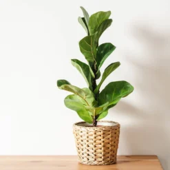 Bambino Fiddle Leaf Fig -Deals Blossom Vines Store Bambino FIddleLeafFIg 4