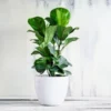 Bambino Fiddle Leaf Fig -Deals Blossom Vines Store Bambino FIddleLeafFIg BB 600x600 5bcae5fe 8397 4d12 8c99 c1a5d23720c3