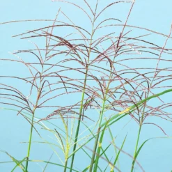 Miscanthus Bandwidth (Chinese Silver Grass) 8 Miscanthus Bandwidth (Chinese Silver Grass) -Deals Blossom Vines Store Bandwidth Maiden Grass 2