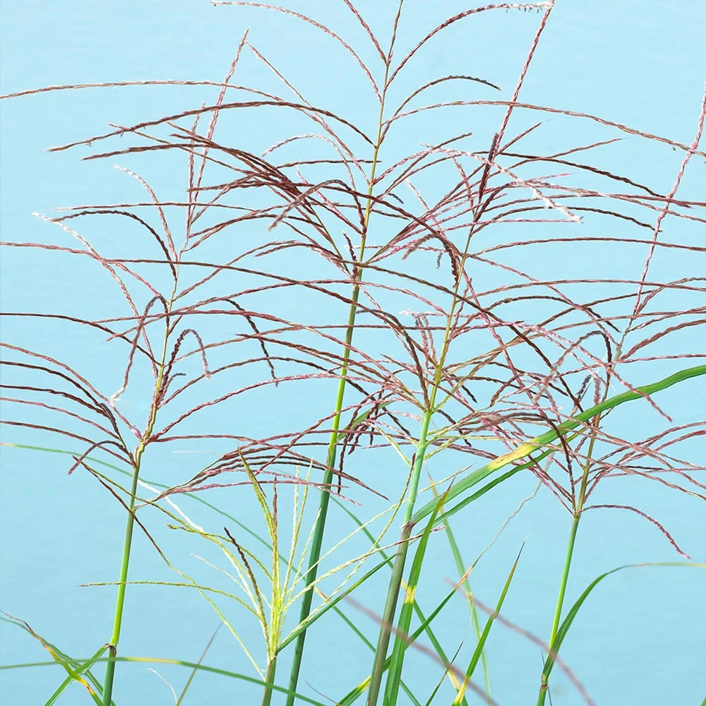 Miscanthus Bandwidth (Chinese Silver Grass) 5 Miscanthus Bandwidth (Chinese Silver Grass) - Image 3