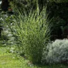 Miscanthus Bandwidth (Chinese Silver Grass) -Deals Blossom Vines Store Bandwidth Maiden Grass BB 600x600 6319860b b24a 47c6 8c02 e3ee81009522