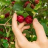 Barbados (Acerola) Cherry -Deals Blossom Vines Store Barbadoes Cherry BB 600x600 1097e465 88e8 49fc a6c1 aca16d939248