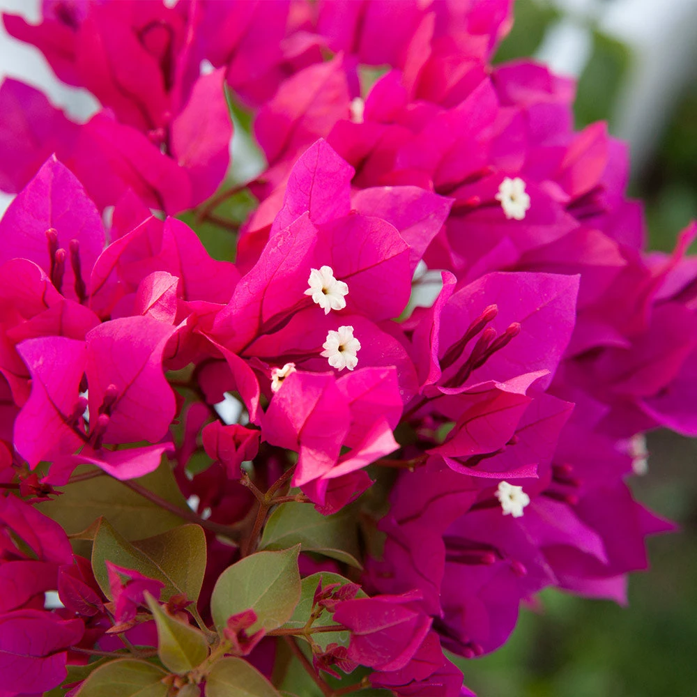 Barbara Karst Bougainvillea 6 Barbara Karst Bougainvillea - Image 4