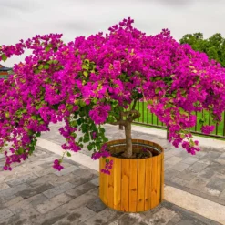 Barbara Karst Bougainvillea 14 Barbara Karst Bougainvillea -Deals Blossom Vines Store Barbera Karst Bougainvillea 5