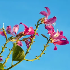 Hong Kong Orchid Tree 12 Hong Kong Orchid Tree -Deals Blossom Vines Store Bauhinia x blakeana 2 BB