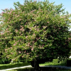 Hong Kong Orchid Tree 10 Hong Kong Orchid Tree -Deals Blossom Vines Store Bauhinia x blakeana 4