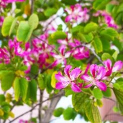 Hong Kong Orchid Tree 11 Hong Kong Orchid Tree -Deals Blossom Vines Store Bauhinia x blakeana 6 BB