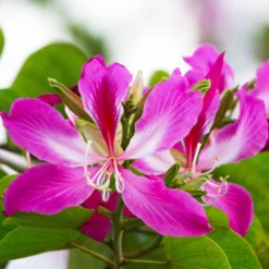 Deals Blossom Vines Store -Deals Blossom Vines Store Bauhinia x blakeana 7