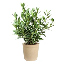 Bay Laurel -Deals Blossom Vines Store Bay Laurel 3G Delilah Tan pot