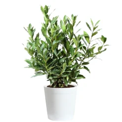Bay Laurel -Deals Blossom Vines Store Bay Laurel 3G Delilah White pot