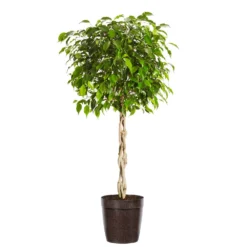 Benjamina Ficus Tree 15 Benjamina Ficus Tree -Deals Blossom Vines Store Benjamina Ficus Tree Delilah Brown pot