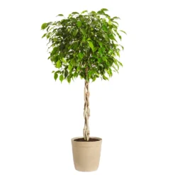 Benjamina Ficus Tree 14 Benjamina Ficus Tree -Deals Blossom Vines Store Benjamina Ficus Tree Delilah Tan pot